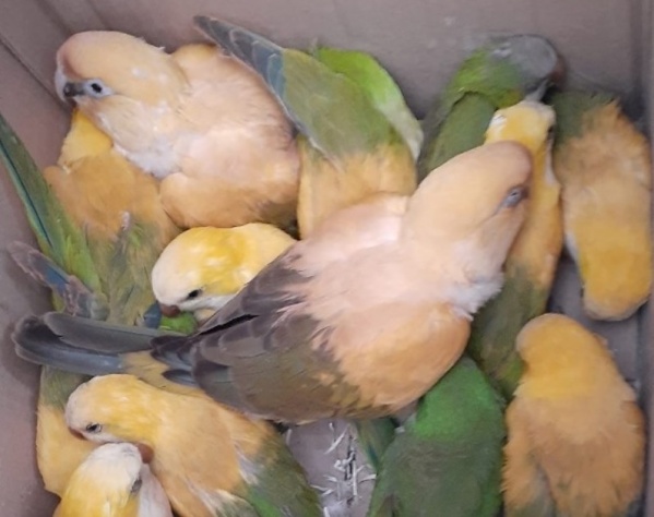 Las cotorras de Berisso: un vecino las pintaba de color verde y las vendía ilegalmente