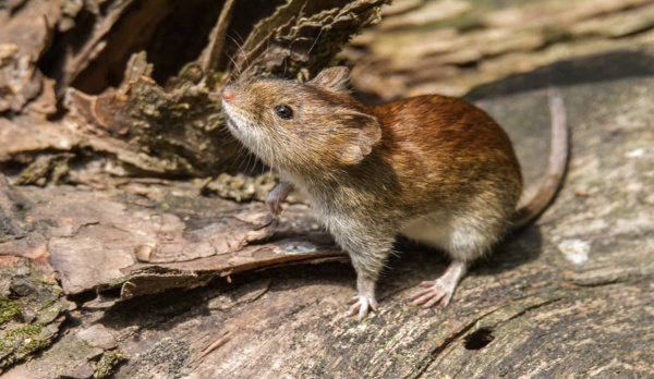 Alertan por el aumento de casos de Fiebre Hemorrágica en la provincia de Buenos Aires