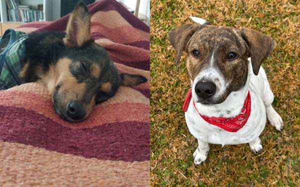 Perritos Rescatados de La Plata está al borde del cierre: “ya no damos más, estamos quebradas”