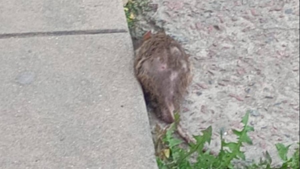 Preocupación por invasión de ratas en una escuela de La Plata