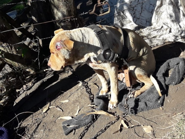 Un perro muy lastimado en La Plata necesita ser rescatado urgentemente: "Alguien que lo saque de ese infierno"
