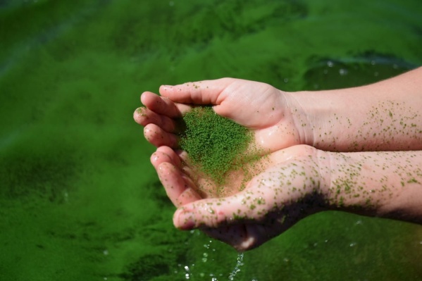 Punta Lara "teñida" de verde: qué significa el reciente nivel de alerta amarillo por cianobacterias que emitió la Provincia