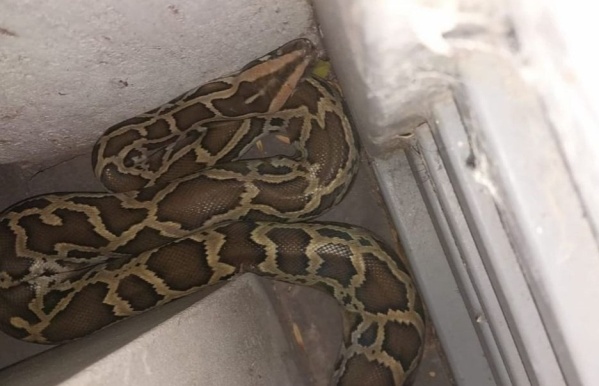 Inesperado hallazgo en una casa de La Plata: apareció una serpiente en 68 y 31