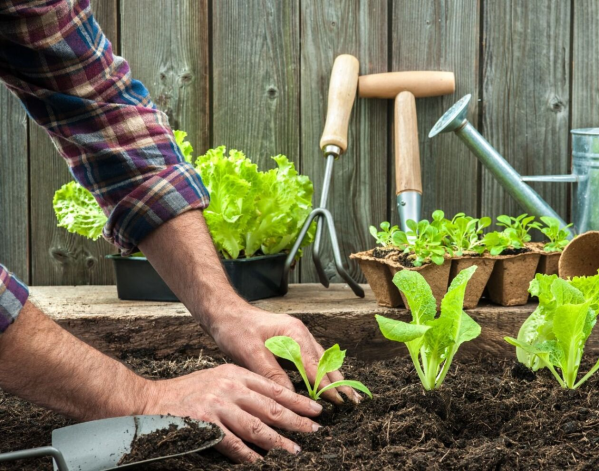 Abrió la inscripción para el curso de huerta orgánica en La Plata: larga el próximo martes con clases teórico-prácticas