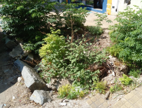 "Me dejaron un cráter en la vereda", frentistas de 3 entre 61 y 62 denuncian un gran pozo en la vereda