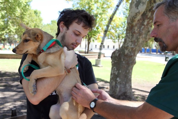 Los vecinos de La Plata podrán vacunar a sus perros de forma gratuita durante todo el mes de marzo en Arturo Seguí