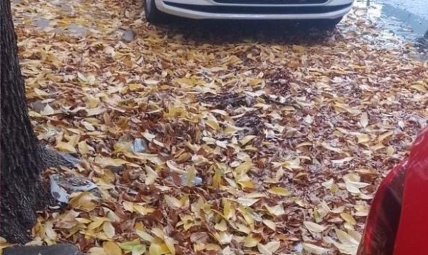 Vecinos del barrio El Mondongo piden que recojan la "inmensa cantidad de hojas que cayó de los árboles"
