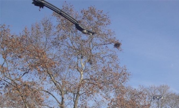 Vecinos piden que se mejoren las iluminarias de Plaza Belgrano porque "hay muchos faroles que fueron robados"