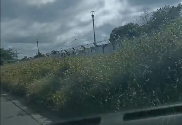 En Los Hornos se quejaron de que los pastizales taparon una bicisenda: "No ha mantenimiento"