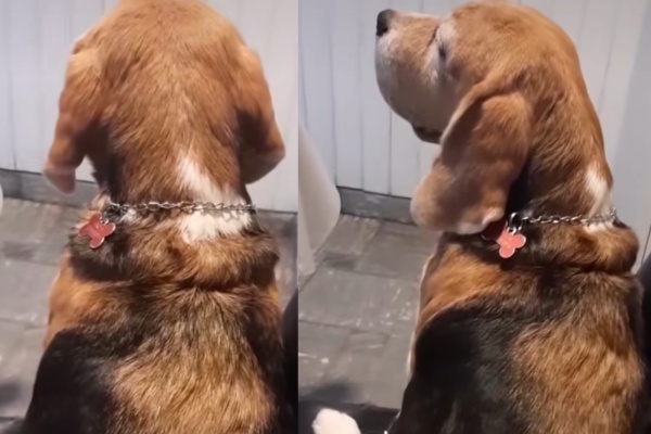 "¿De quién habrá copiado el carácter?": una platense dejó de mimar a su perra y registró el momento en que se ofendió