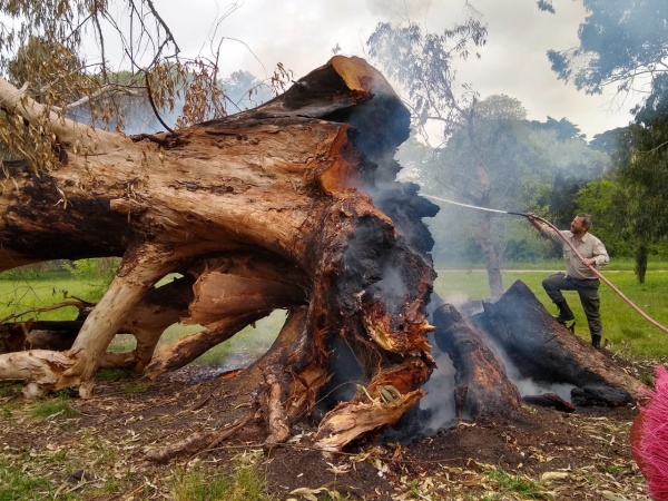 Incendiaron un gran árbol en el Parque Pereyra Iraola