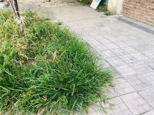 Reclaman por pasto crecido en a zona 10 y 37