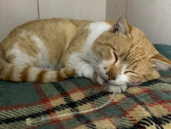 Encontró un gato atropellado, le salvó la vida y ahora necesita ayuda para pagar los gastos
