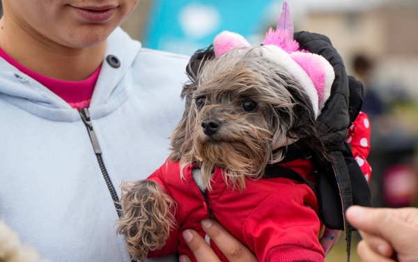 Se realizarán jornadas de doble turno para la vacunación y atención de perros y gatos en La Plata: durará toda la semana