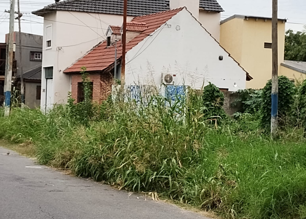 "Es un nido de roedores": la bronca en 134 y 62 por los pastos altos