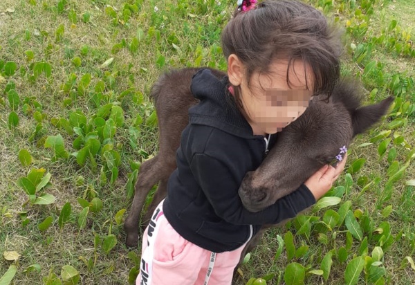Le robaron dos ponis a una nena de Ensenada y piden ayuda para recuperarlos: "No para de llorar; ya no sé qué decirle"