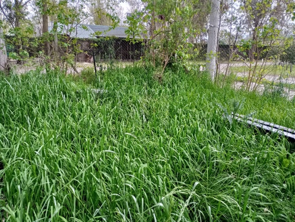 Exigen corte de paso en una placita de 12 b y 457