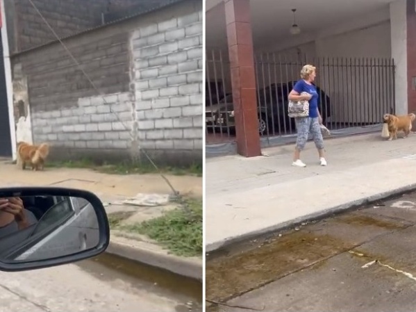 Fue a hacer las compras con su mascota y sorprendió a todos: "un perro así..."