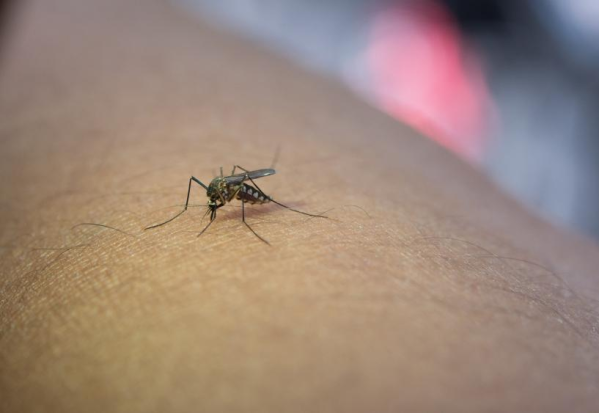 Alerta por el dengue: entró un proyecto al Senado Bonaerense para sumar su vacuna de dos dosis al calendario