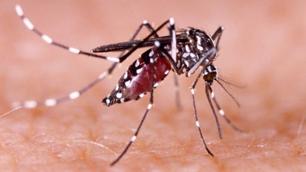 Todos los detalles sobre la vacuna contra el Dengue