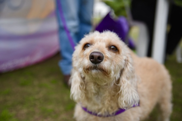 Perros y gatos podrán ser desparasitados y vacunados en distintos barrios de La Plata: atenderán en el turno mañana y tarde