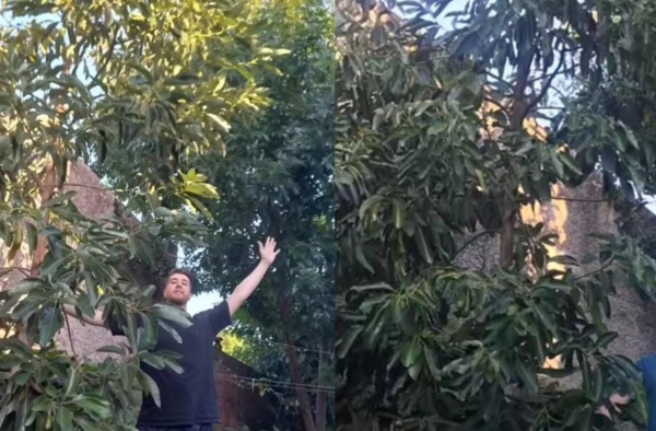 "Tenes oro en las manos": una pareja platense registró la evolución de "4 años de amor" y los aficionados los felicitaron