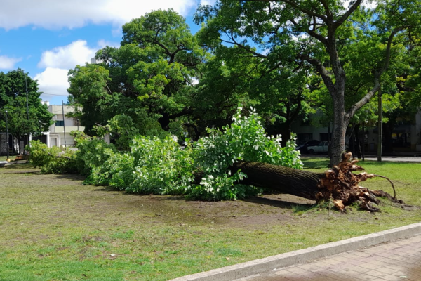 Tras la tormenta, se cayó un árbol gigante en Plaza España: vecinos reclaman que lo remuevan