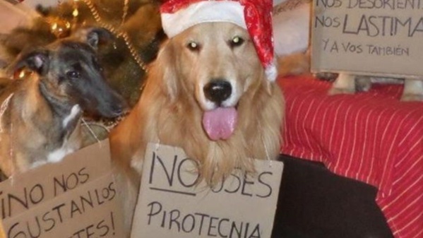 "Si van a quemar algo, que sea un buen...": El mensaje que dio un platense para fin de a&ntilde;o que revolucion&oacute; las redes