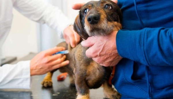 Día Mundial contra la Rabia: ¿Por qué es importante inmunizar a las mascotas?