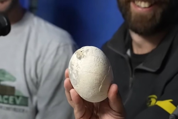 Sorprendente hallazgo el streaming del Conicet: Encontraron un huevo de un dinosaurio carnívoro