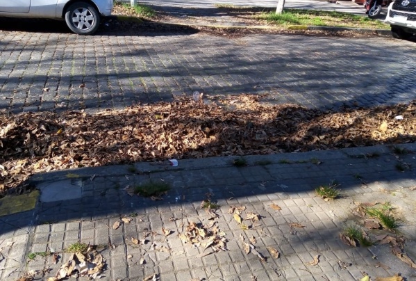 Preocupación en Barrio Hipódromo por una montaña de hojas que lleva 5 semanas