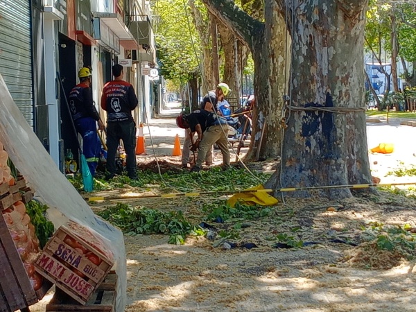 En Diagonal 74 y casi 22 podaron tres tilos que son considerados patrimonio de la ciudad