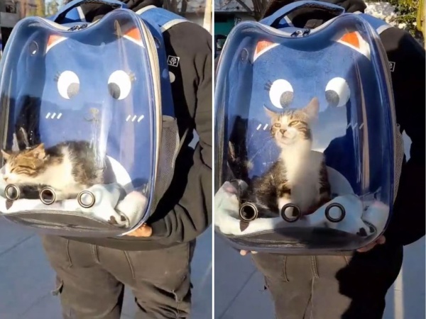 "Tito", el gatito: un michi platense que pasea por la ciudad en mochila enterneció a todos