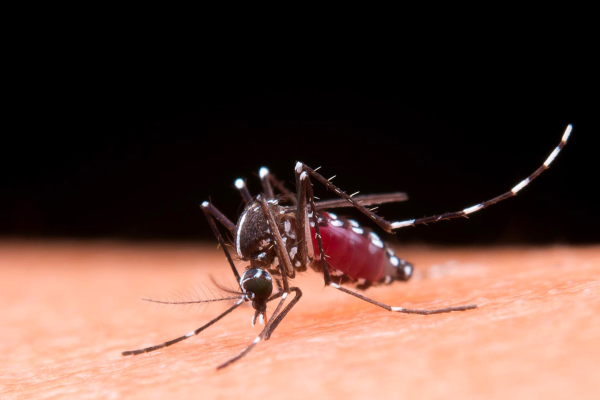 Se confirmó una nueva muerte por dengue en Misiones: ya son seis los fallecimientos registrados en el país
