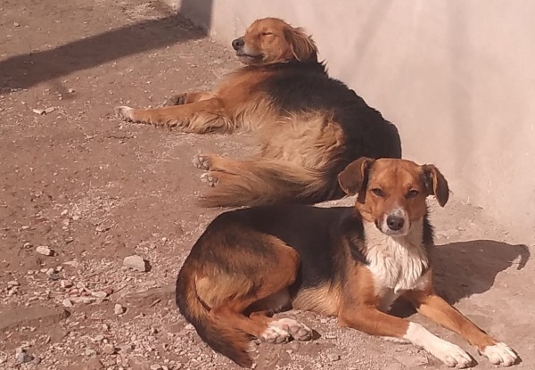 La triste historia de dos perros que fueron abandonados en La Plata: “Cuando uno estaba inmóvil, el otro le llevaba comida"