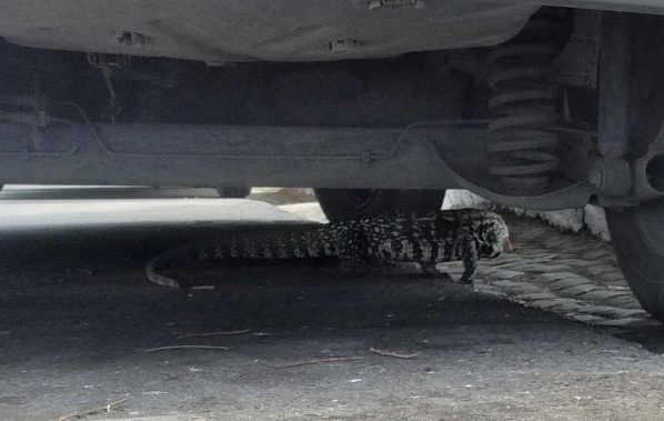 Cuidado, lagarto suelto: encontraron un extra&ntilde;o ejemplar por las calles de La Plata