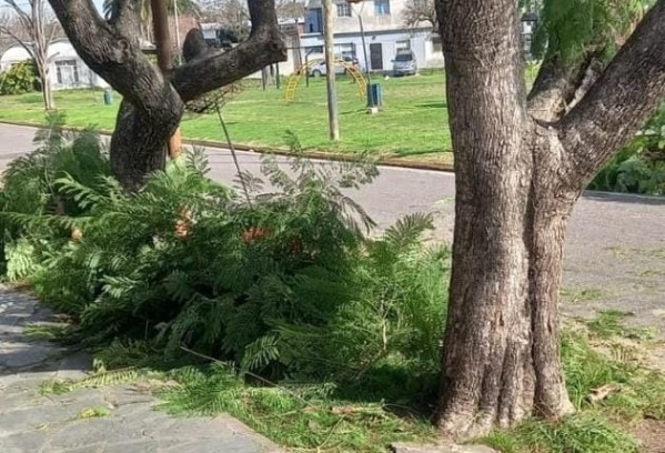 Vecinos de Barrio Jardín se quejaron por la poda de dos árboles: "Ahora voy a tener que pagar para emprolijarlos"