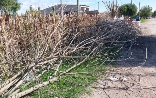 Vecinos de Abasto piden que recojan unas ramas que quedaron varadas en plena calle