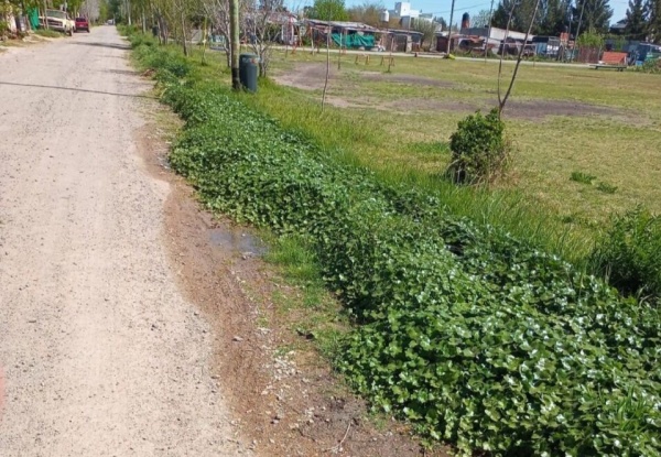 Vecinos de la calle 3 y 493 reclaman por el desborde en las zanjas de la zona