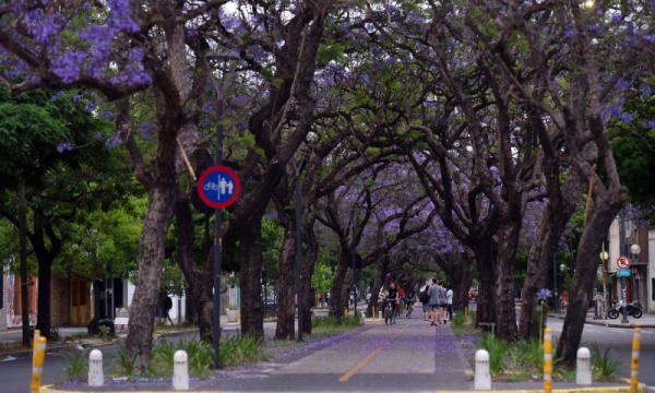 Vecinos en guerra: alguien se roba los &aacute;rboles en La Plata y salieron a cruzarlo con divertidos carteles