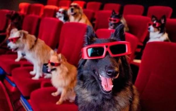 Argentina realizará la primera función de cine “Pet Friendly”