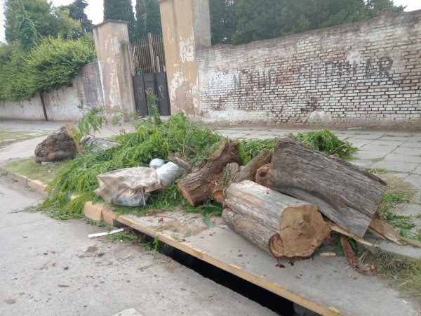 “¿Podrían volver a poner una garita, no?”: la bronca de una vecina por troncos en una parada de micros de Los Hornos