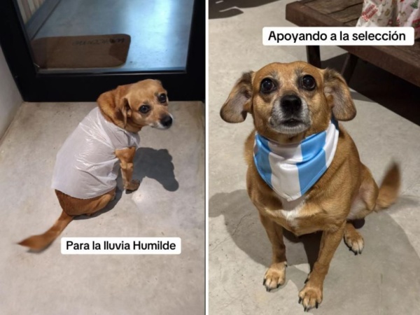 Reciclaje, nacionalismo y estilo: Un perrito fue furor en Tik Tok por su versatilidad al vestir para todas las ocasiones
