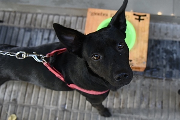 El municipio instaló bebederos para mascotas en el centro platense