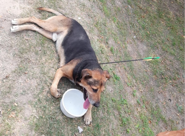 "No perdono eso": salvó a un perro que querían asesinar en Los Hornos y gasta 48 mil pesos para cuidar a su "ejército"