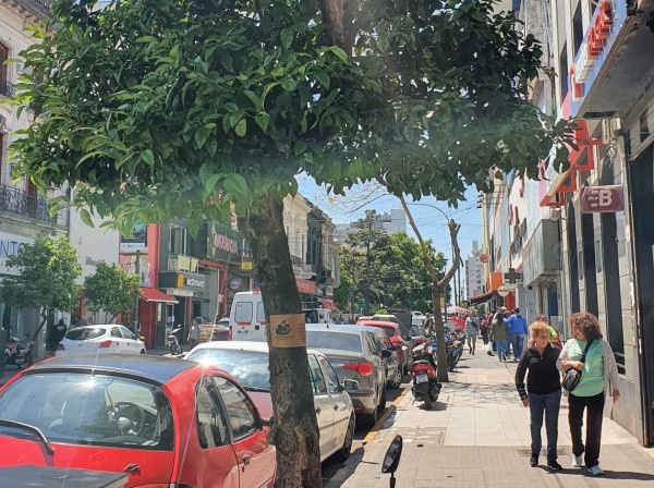Vecinos del centro platense reclamaron por más árboles en la "calle de los naranjos"