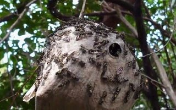 En Tolosa los vecinos reclaman para que se remueva un panal de avispas camoat&iacute;