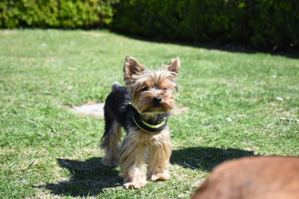 Preparan una jornada de vacunación antirrábica en Romero