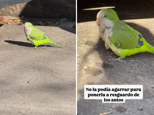 Encontró una cotorrita bebé en las calles de La Plata y la adoptó: "la amé desde el instante que la ví"