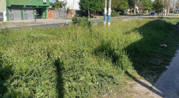 Vecinos reclaman por el corte del pasto en la zona de 65 y 155